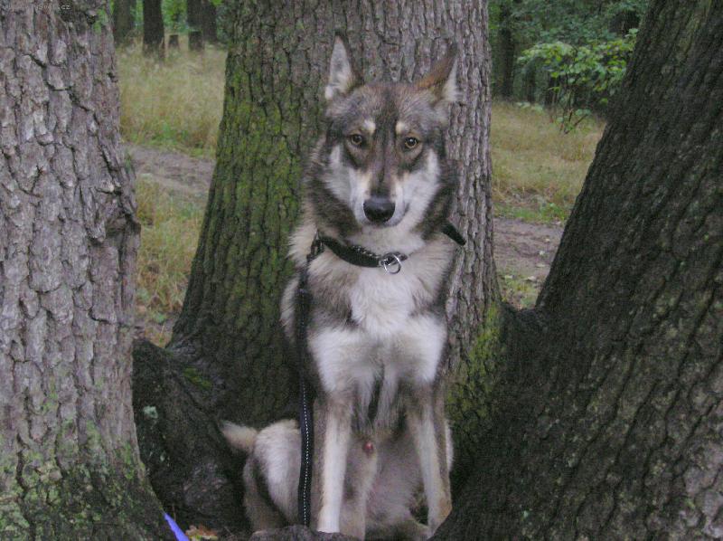 Foto: Charon od katova můstku-Charon od katova můstku