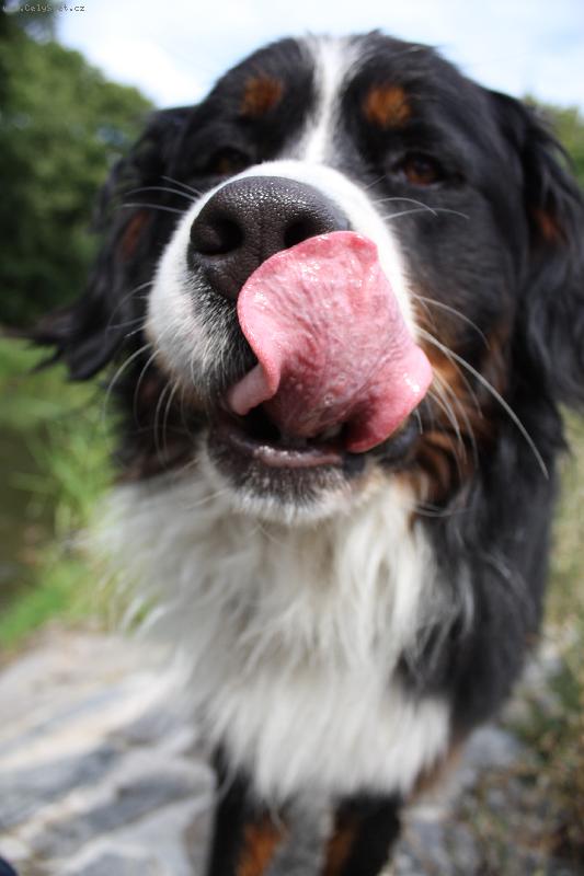 Foto: můj malinkej Mazlik-můj malinkej Mazlik na jezu xD