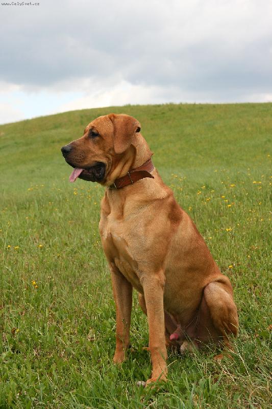 Foto: Baldey ze pičáku 11 měsíců