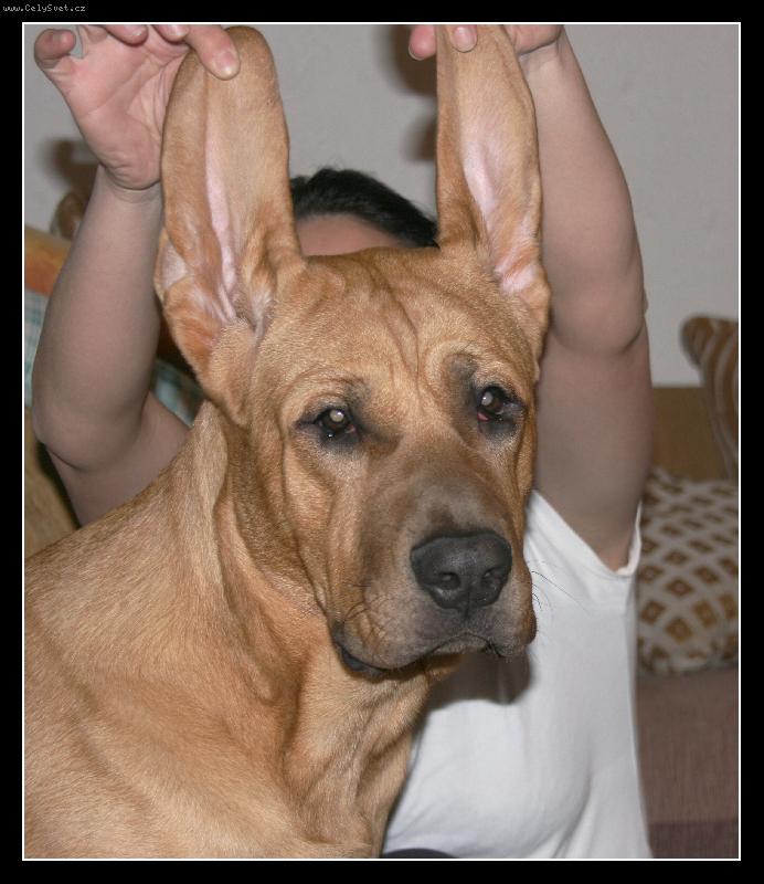 Foto: Baldey ze pičáku 7 měsíců