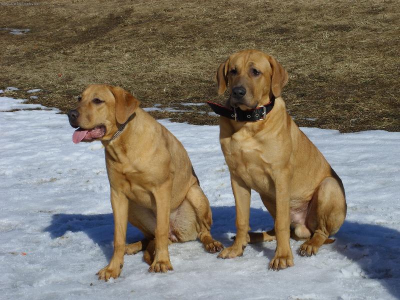 Foto: Baldey a Berie ze Špičáku ještě štěňátka