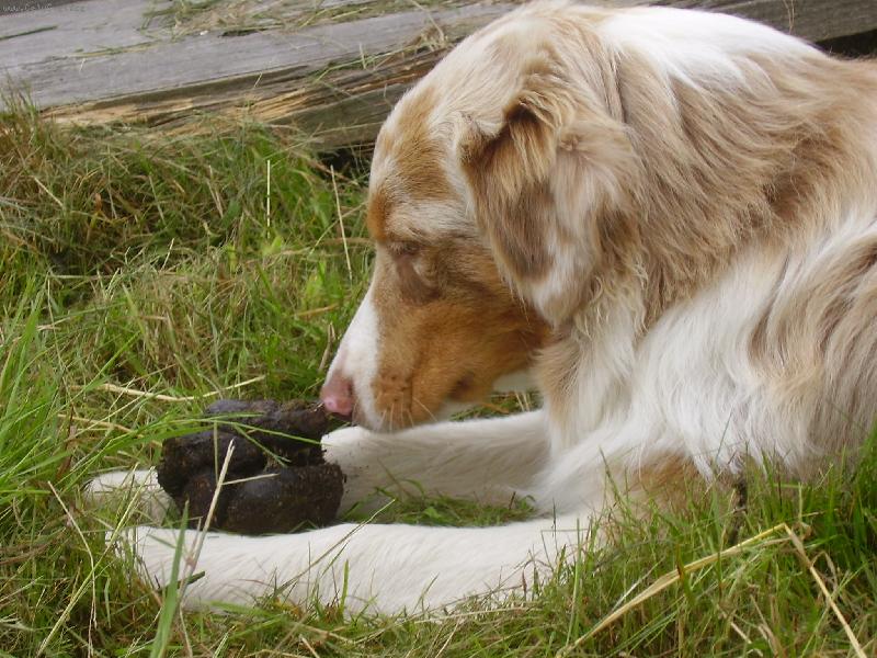 Foto: gucci a kobylák