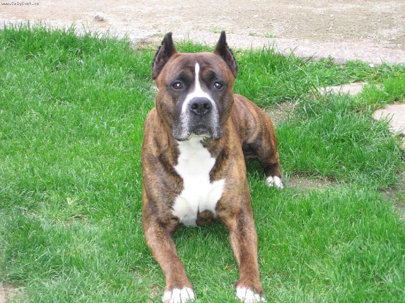 Foto: Můj mazlíček