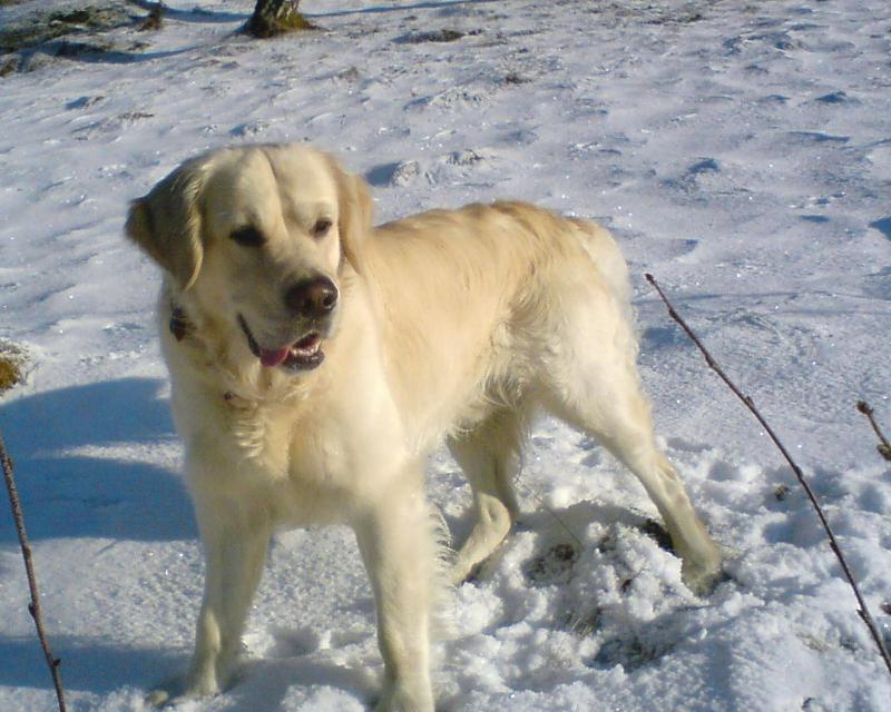 Foto: Bedříšek-zimní přírodou