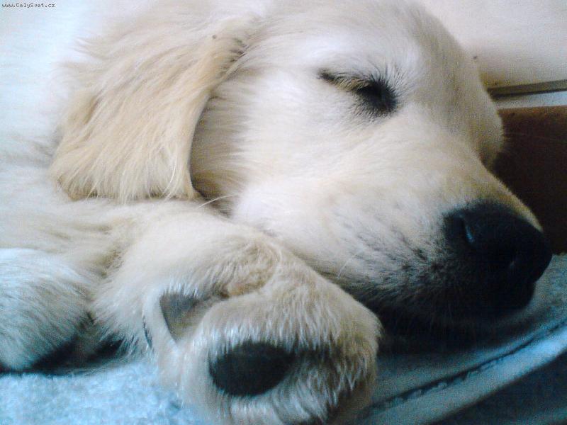 Foto: Jindříšek-sladký spánek