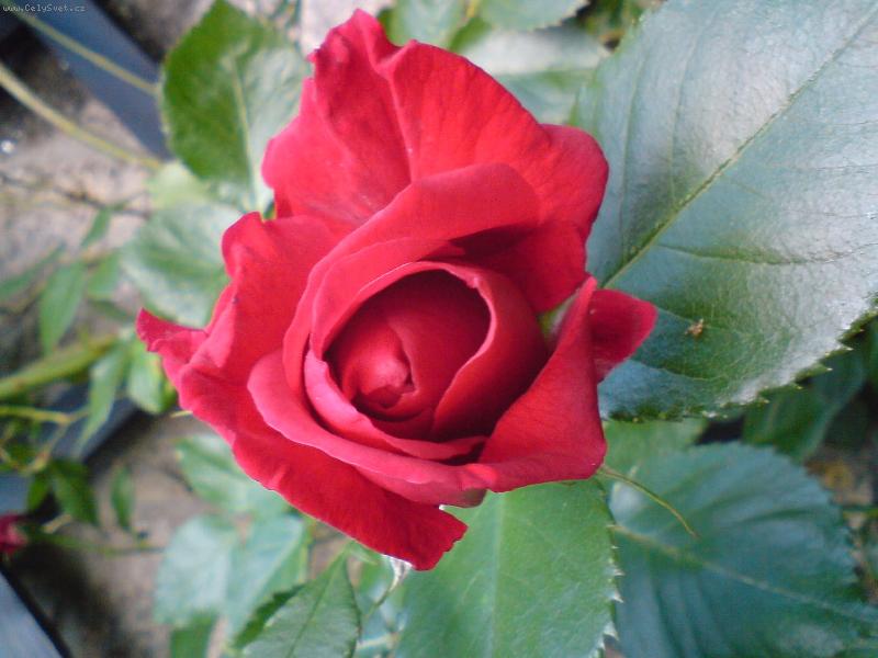 Foto: popínavé růže-právě rozkvetla