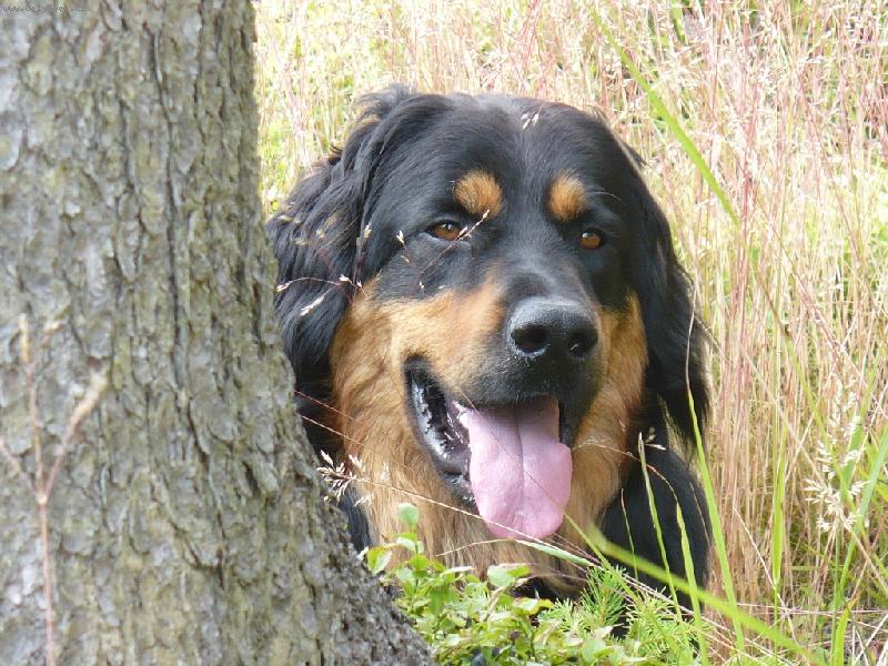 Foto: Schovávaná za stromem