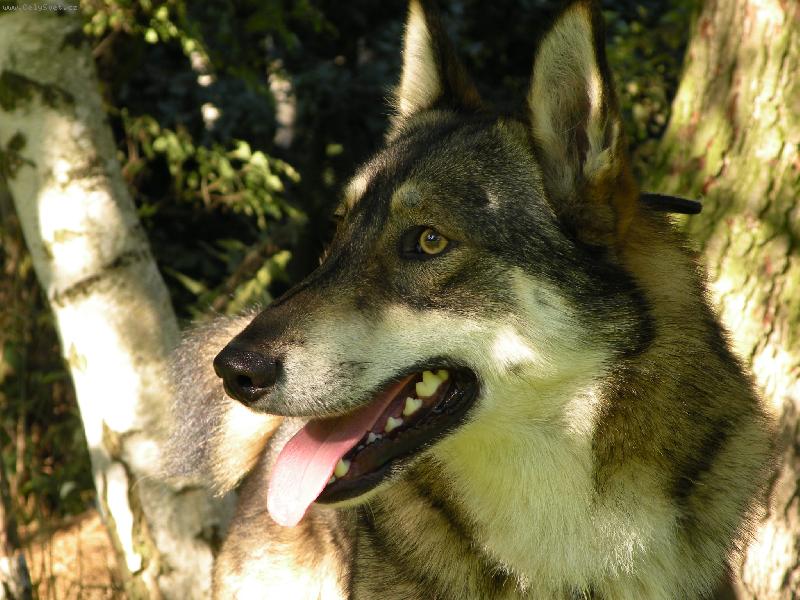 Foto: Charon od katova můstku-Charon od katova můstku