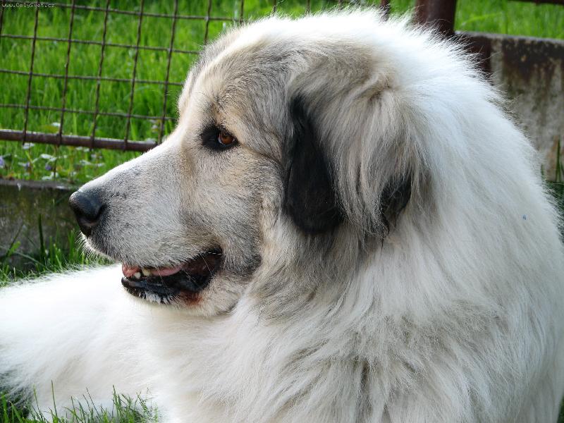 Foto: Pyrenejský horský pes-Fena Charlize Dogmania