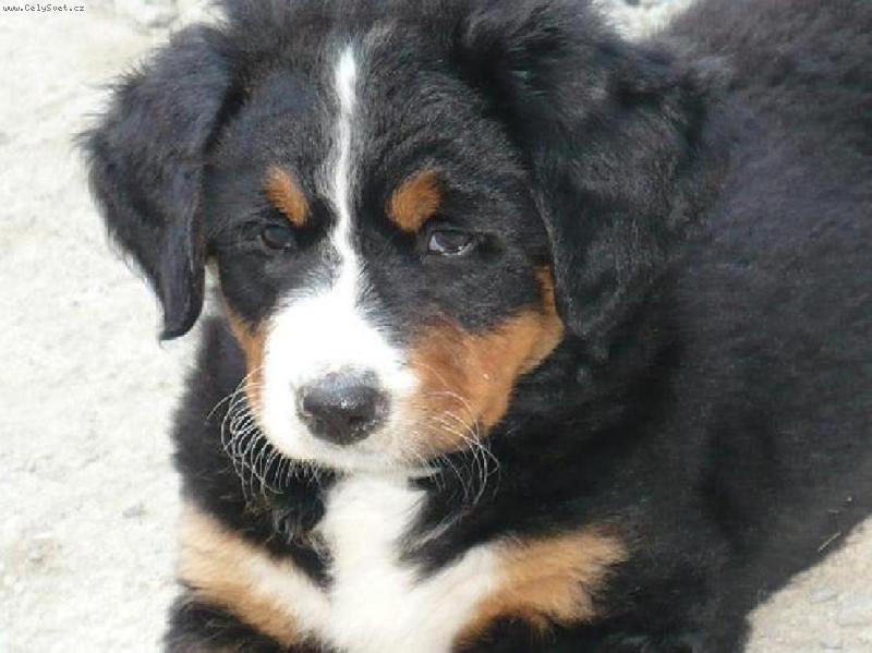 Foto: Bellinka z Červenky-....