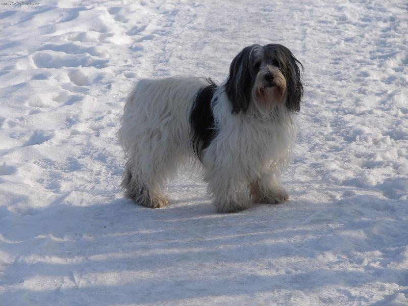 Foto: Eclair Majoli Inu-Naš Clérinka