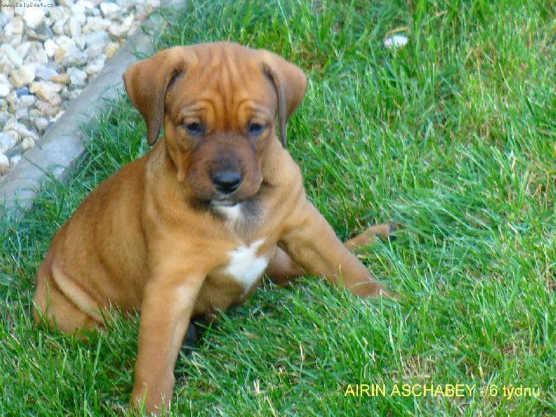 Foto: Airin Aschabey-Airin Aschabey - 6 týdnů