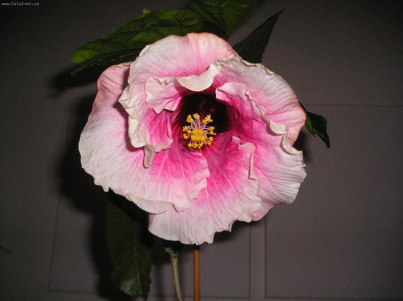 Foto: IBIŠKOVÝ SEN