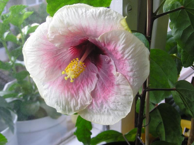 Foto: ibišky-smoukey mountain