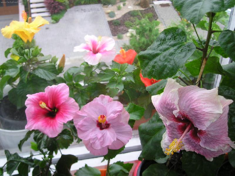 Foto: ibišky-ibišky