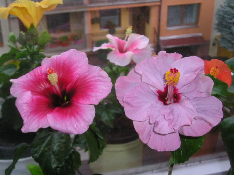 Foto: ibišky-ibišky