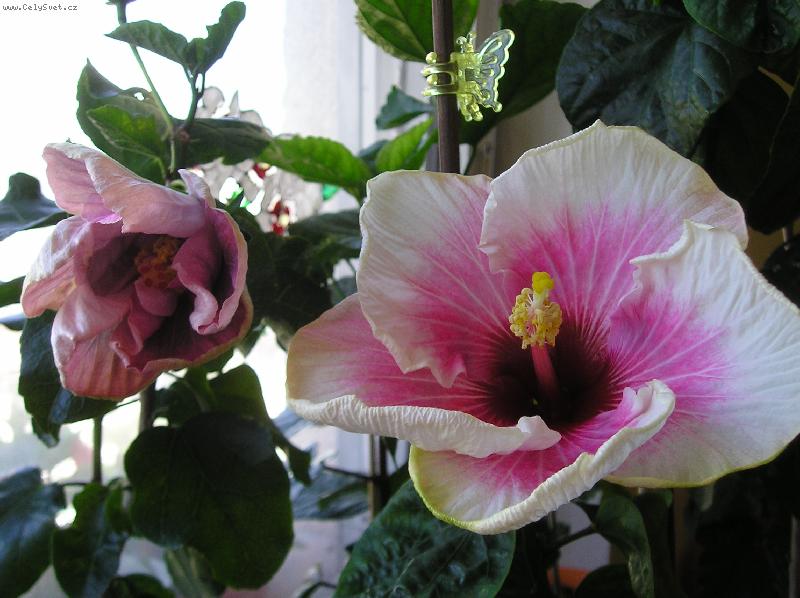 Foto: ibišky-ibišky