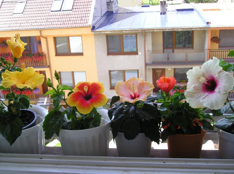 Foto: ibišky-ibišky