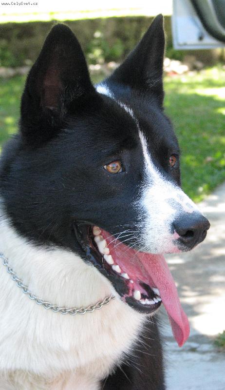 Foto: Alf Čáslavská naděje