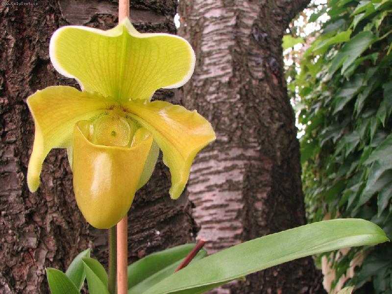 Foto: Paphiopedilum -temperované