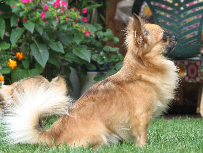 Foto:  ICH Alva z Třebaňského údolí-foto z profilu