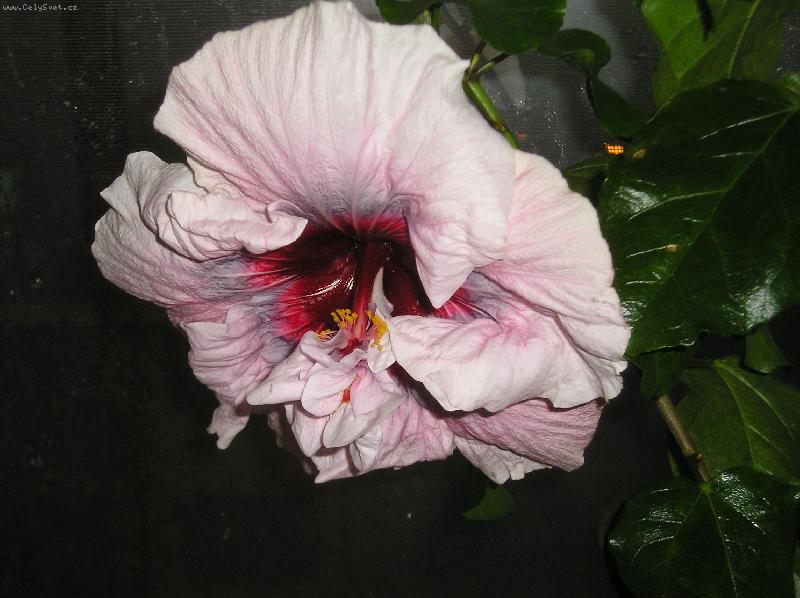 Foto: IBIŠKY-ibišky