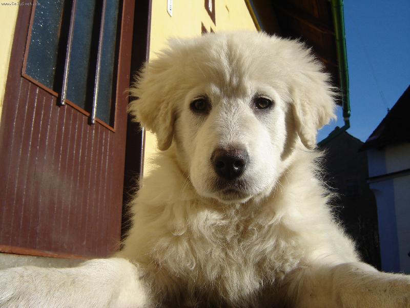 Foto: slovenský čuvač-Dinuška