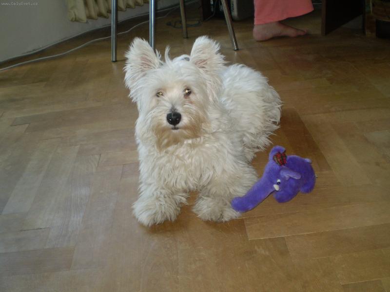 Foto: TERRY-trošku zarostlý, ale krásný!!!