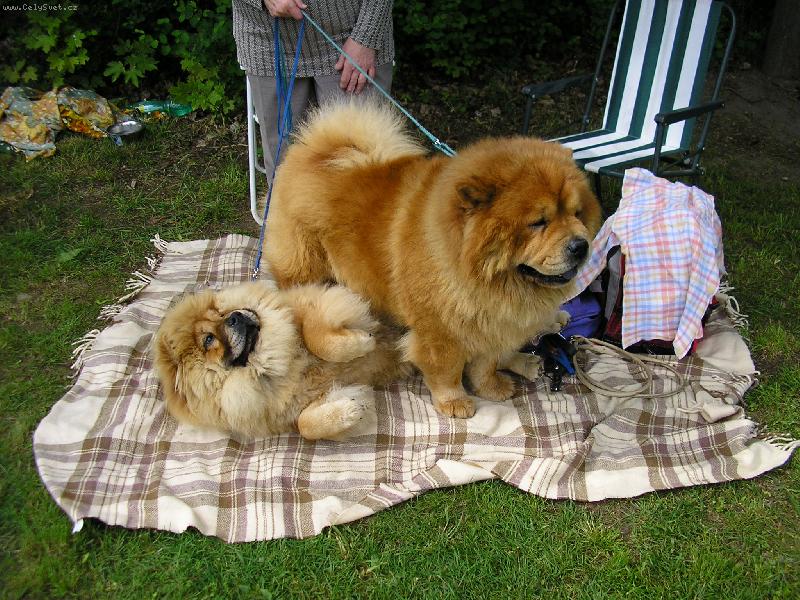 Foto: Míša s Nelinkou-..já to vzdávám...
