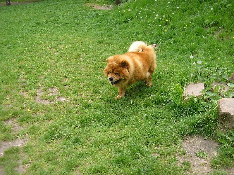 Foto: zelená se, zelená....-a já se nemám kam schovat...