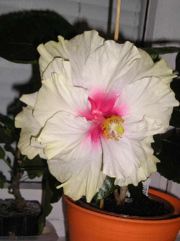 Foto: Coctatoo-ibišek