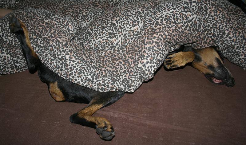 Foto: Spáč-spící dobroušek