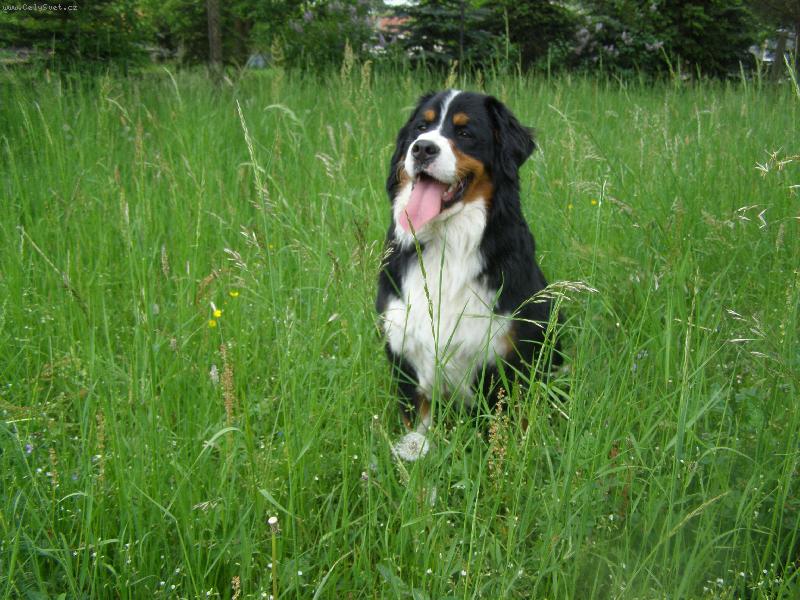 Foto: Odpočinek na louce