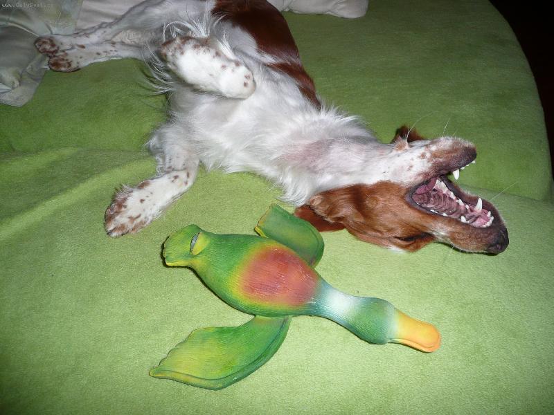 Foto: Střelená :-)