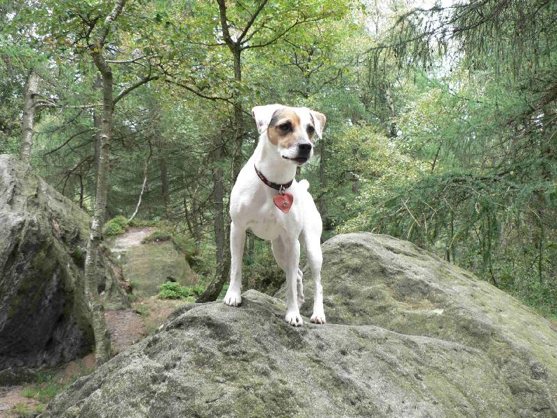 Foto: FATTY - nejšťastnější mezi kameny, překážkami,....