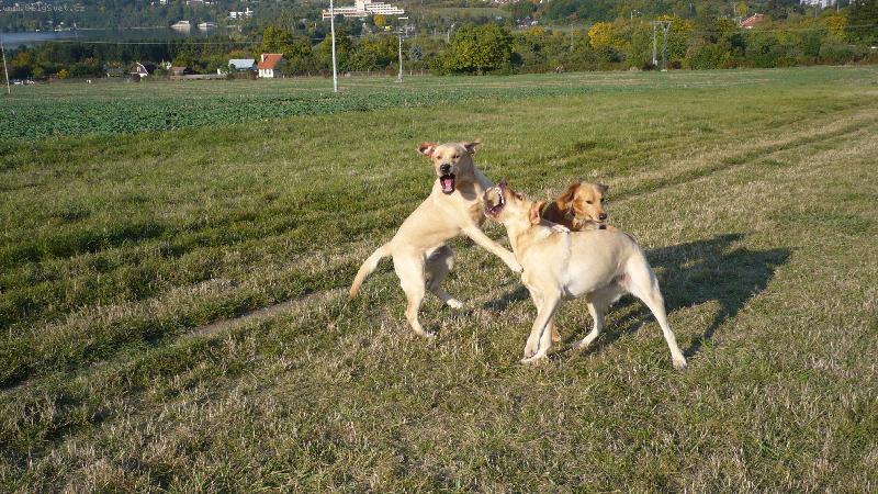 Foto: Hrátky-Bára a Ketty si hrají na vybjehu,září 2008