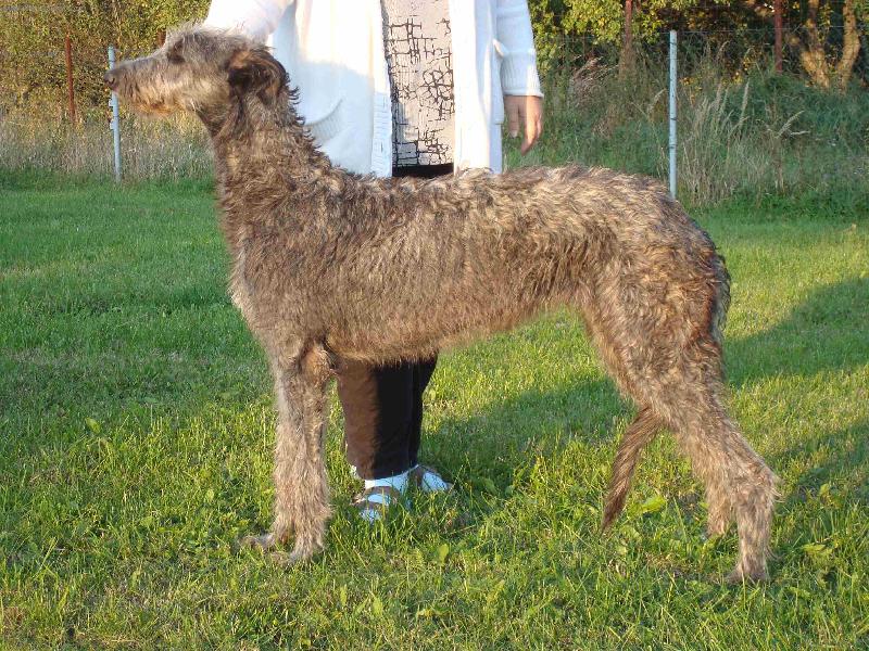 Foto: AZARIA Irsias (Cearbhall Liath of The Royal Club X Anette Grey FI-IT-Azaria  ( 7 měsíců )