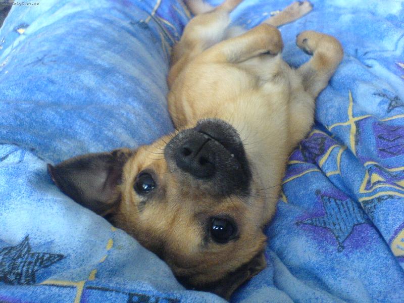 Foto: Shorty-takhle se válim v duchnách:-)