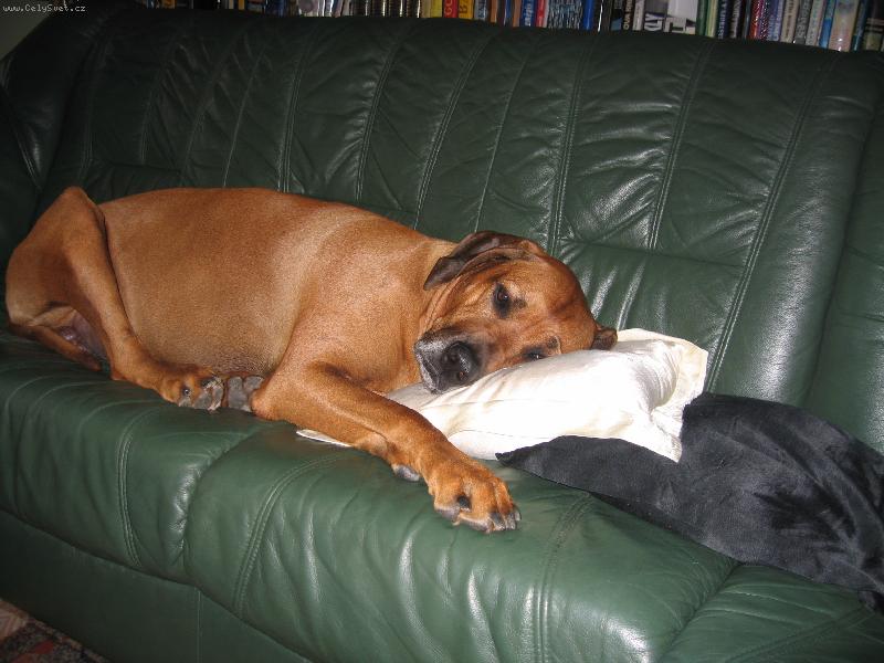 Foto: Boende Fontanesia - 5 let-nejsem vůbec rozmazlený