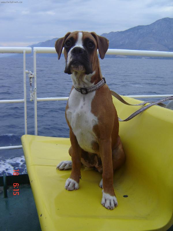 Foto: Roxy-Kapitánka na trajektu...:-)