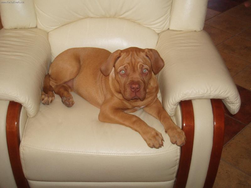 Foto: Corča a její křesílko