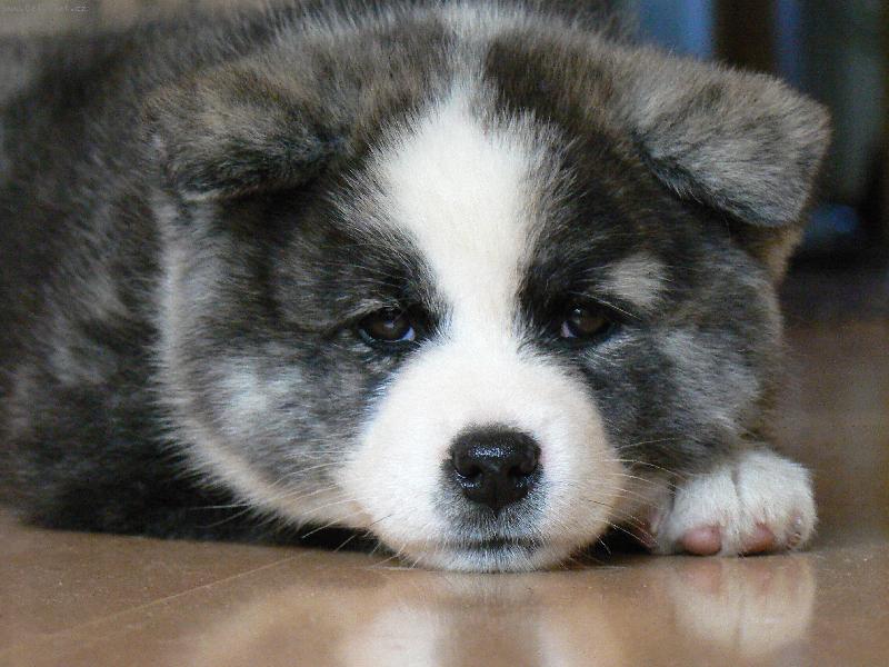 Foto: KAORI TOMIMOPA-první den u nás doma