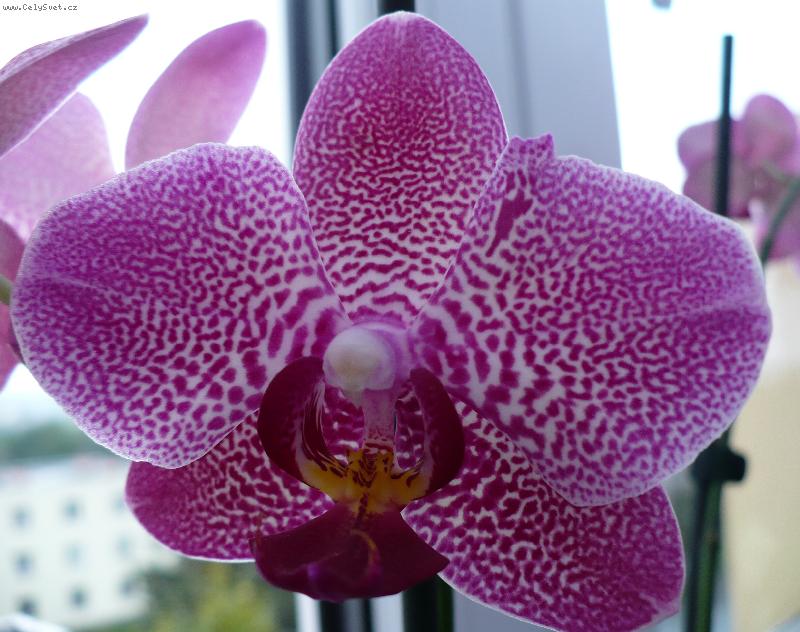 Foto: můrovec žíhaný