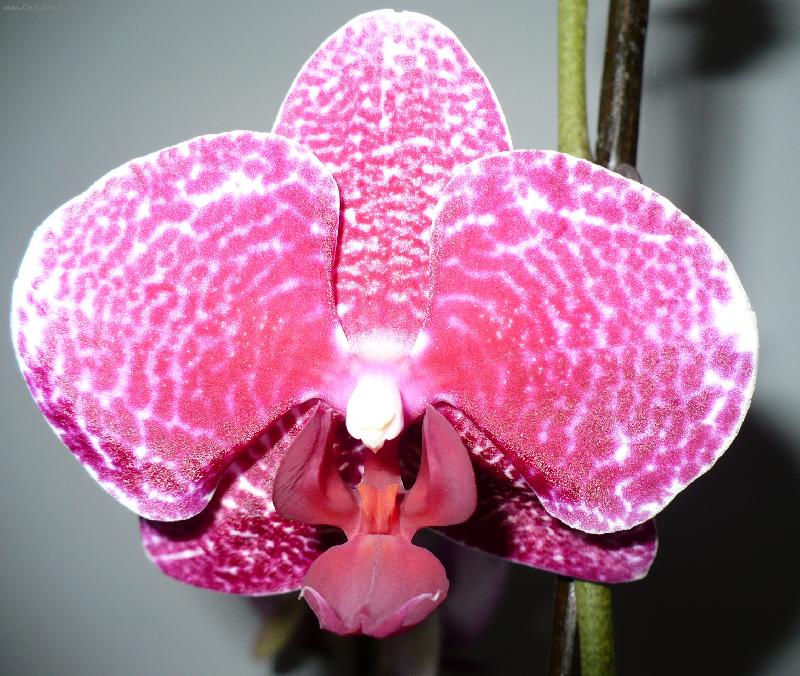 Foto: můrovec červenofialový žíhaný