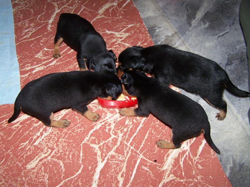 Foto: krmení divé zvěře