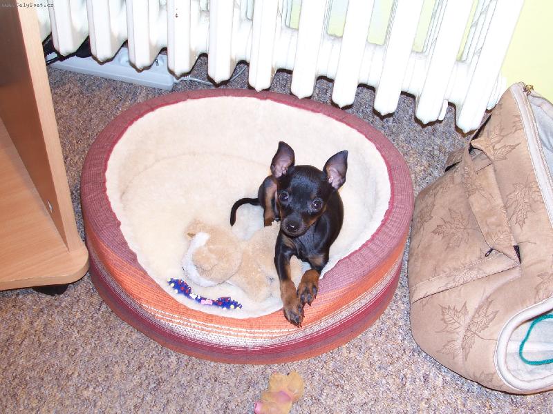 Foto: Sári v pelíšku-Sárinka