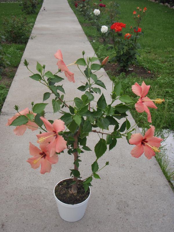 Foto: Ibiškový stromeček-Ibiškový stromeček