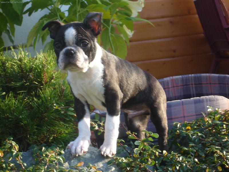 Foto: No nejsem k sežrání?-Clinton z Mírové ulice