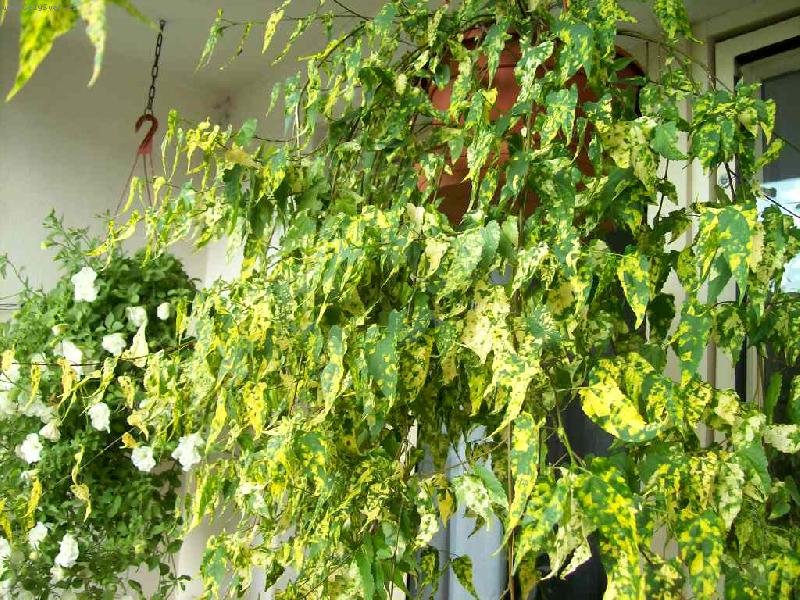 Foto: Mračňák-Mračnák08