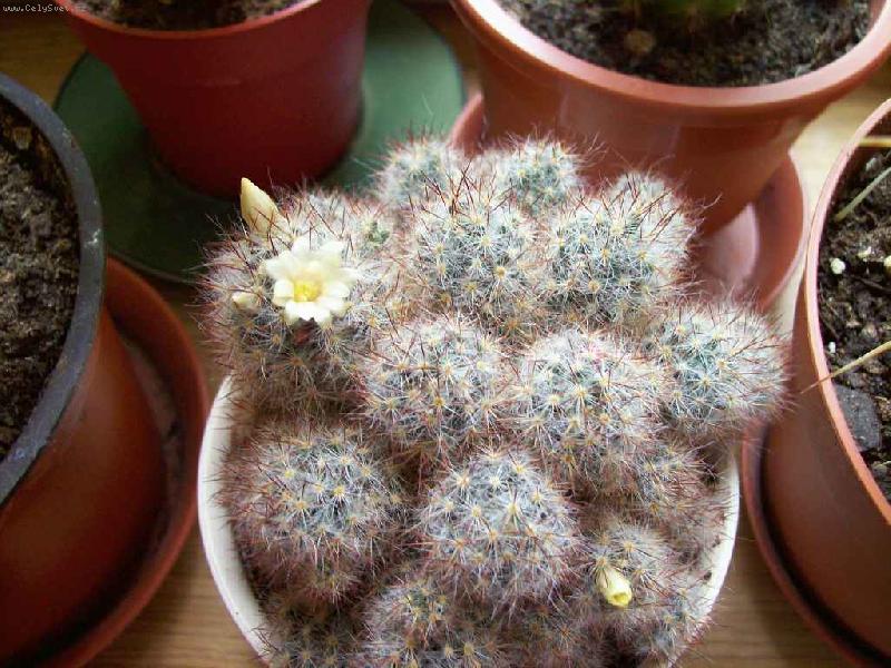 Foto: Mamilárie-lutá mamilárie